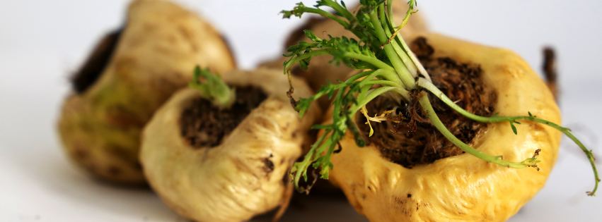 精のつく食べ物はマカ