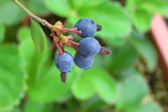 アントシアニンが多い食品：ビルベリー