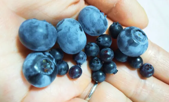 ビルベリーとブルーベリーの違い