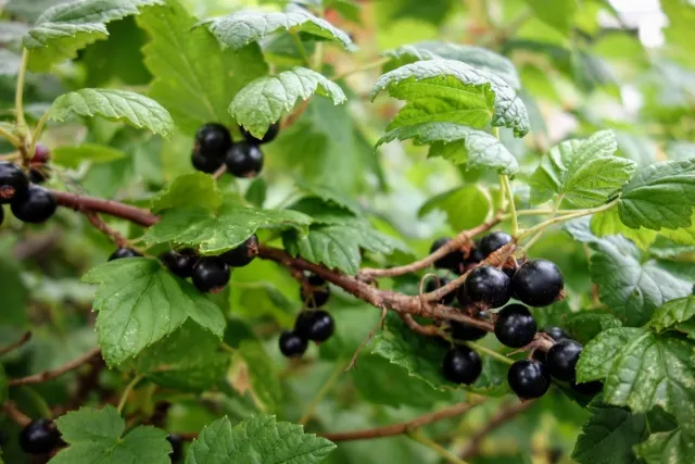 アントシアニンが多い食品：カシス