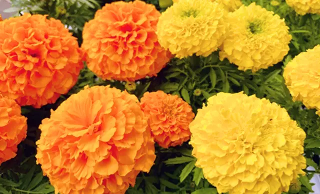 キンセンカ由来のゼアキサンチン