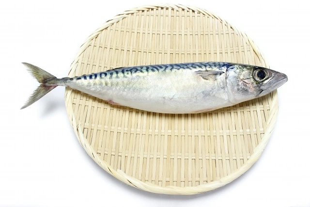 青魚とは：サバ