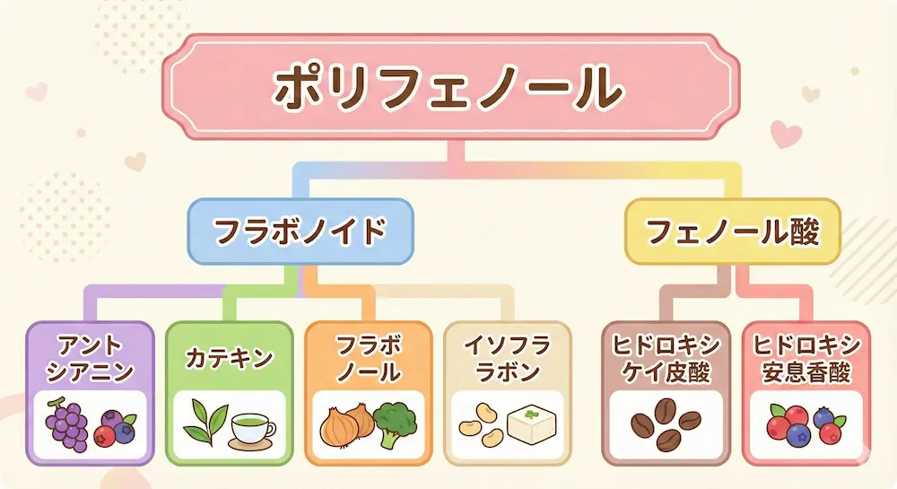 アントシアニンとポリフェノールの関係