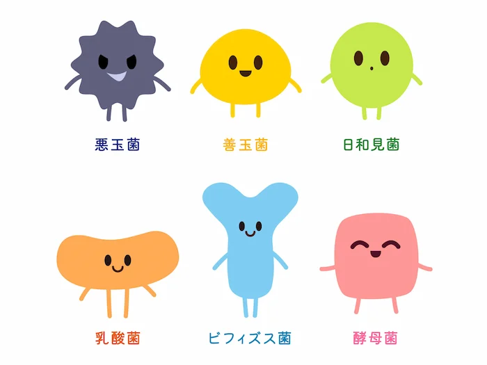 ビフィズス菌とは