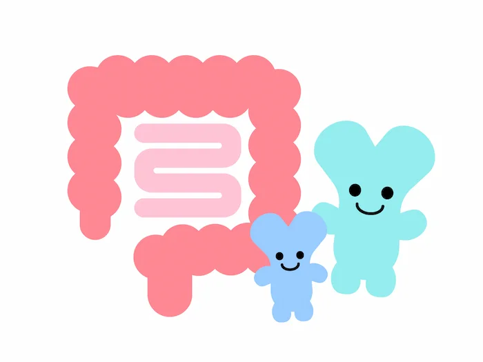 大腸に最も多くすむ善玉菌