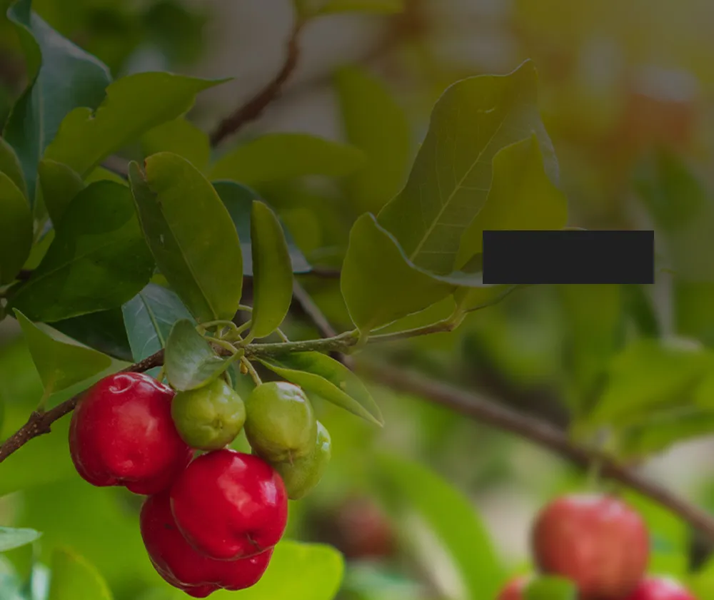 100%天然食物萃取維他命C