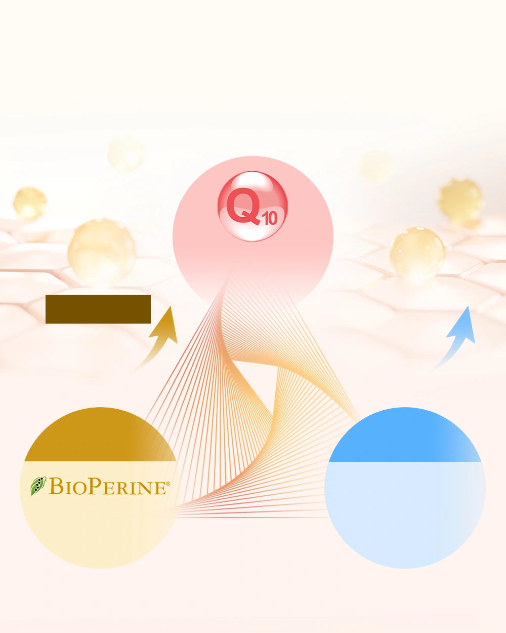 3大科研動力配方Q10＋胡椒鹼＋魚油