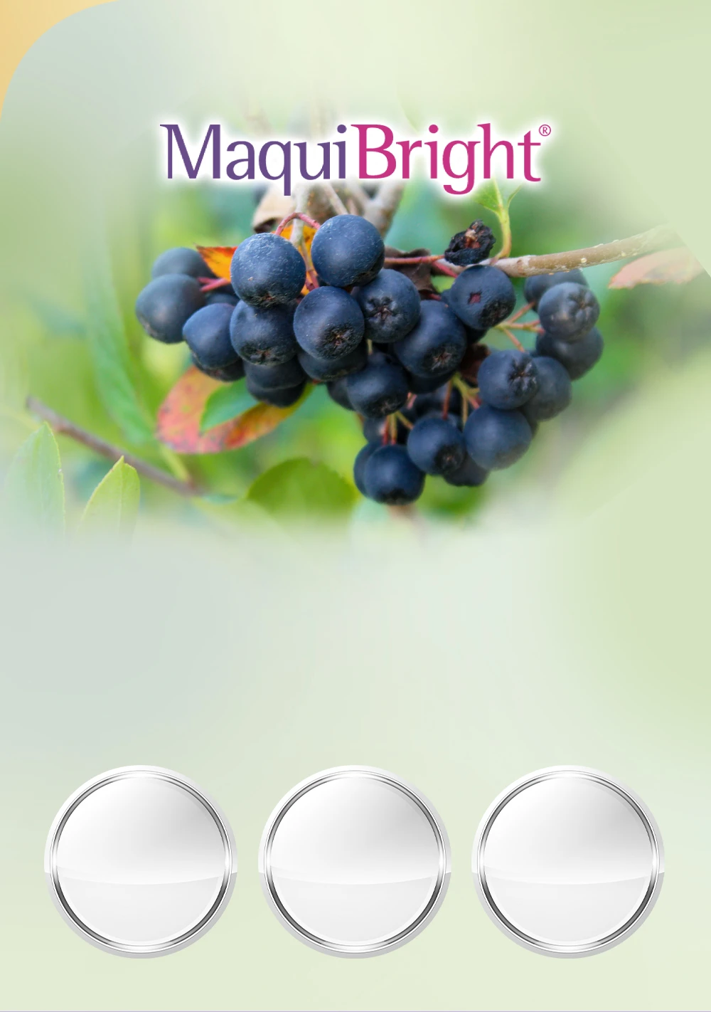 MaquiBright®德國專利智利酒果